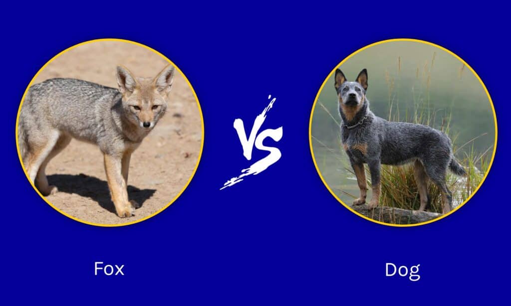 Fox vs Dog: Can A Fox Outrun A Dog? - AZ Animals